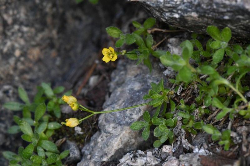Sharsmith's Draba photo 5