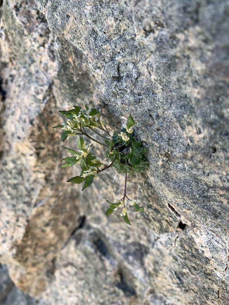 Sharsmith's Draba photo 6