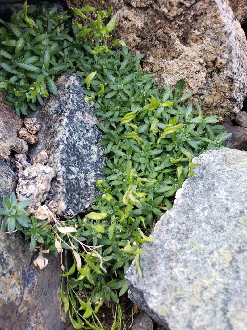 Sharsmith's Draba photo 7