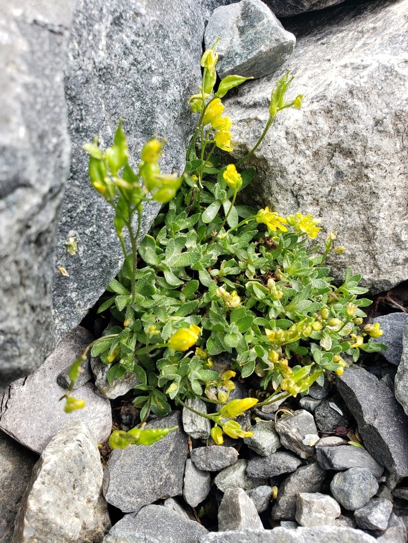 Sharsmith's Draba photo 8