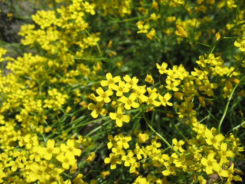 Siberian Whitlowgrass photo 6