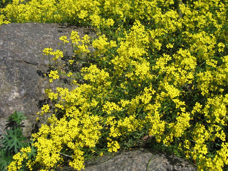 Siberian Whitlowgrass