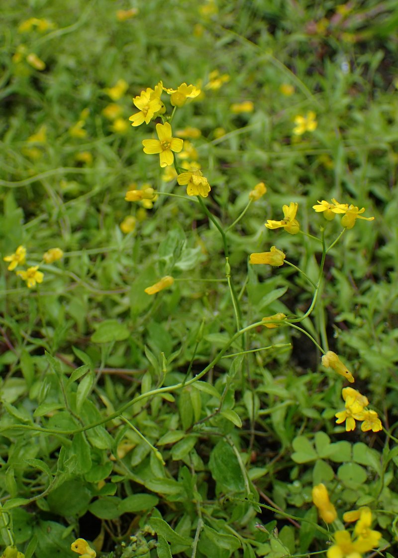 Siberian Whitlowgrass photo 3