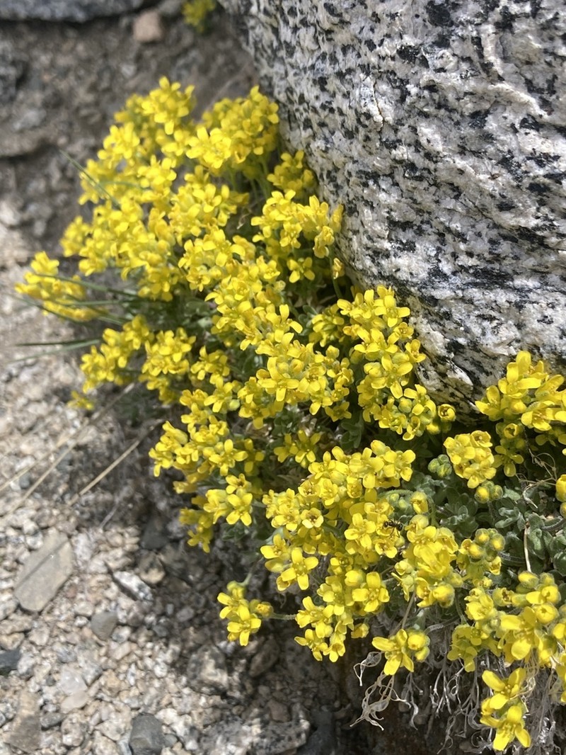 Sierra Draba