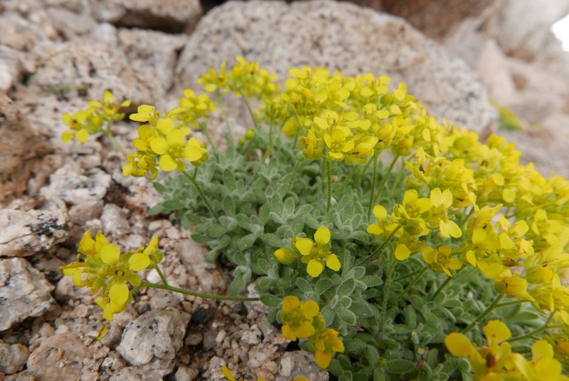 Sierra Draba photo 2