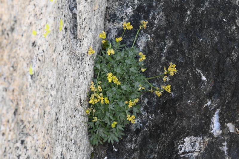 Sierra Draba photo 3