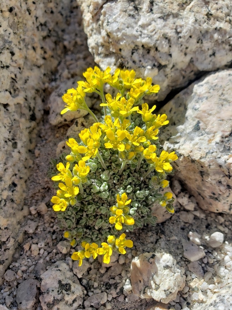 Sierra Draba photo 4