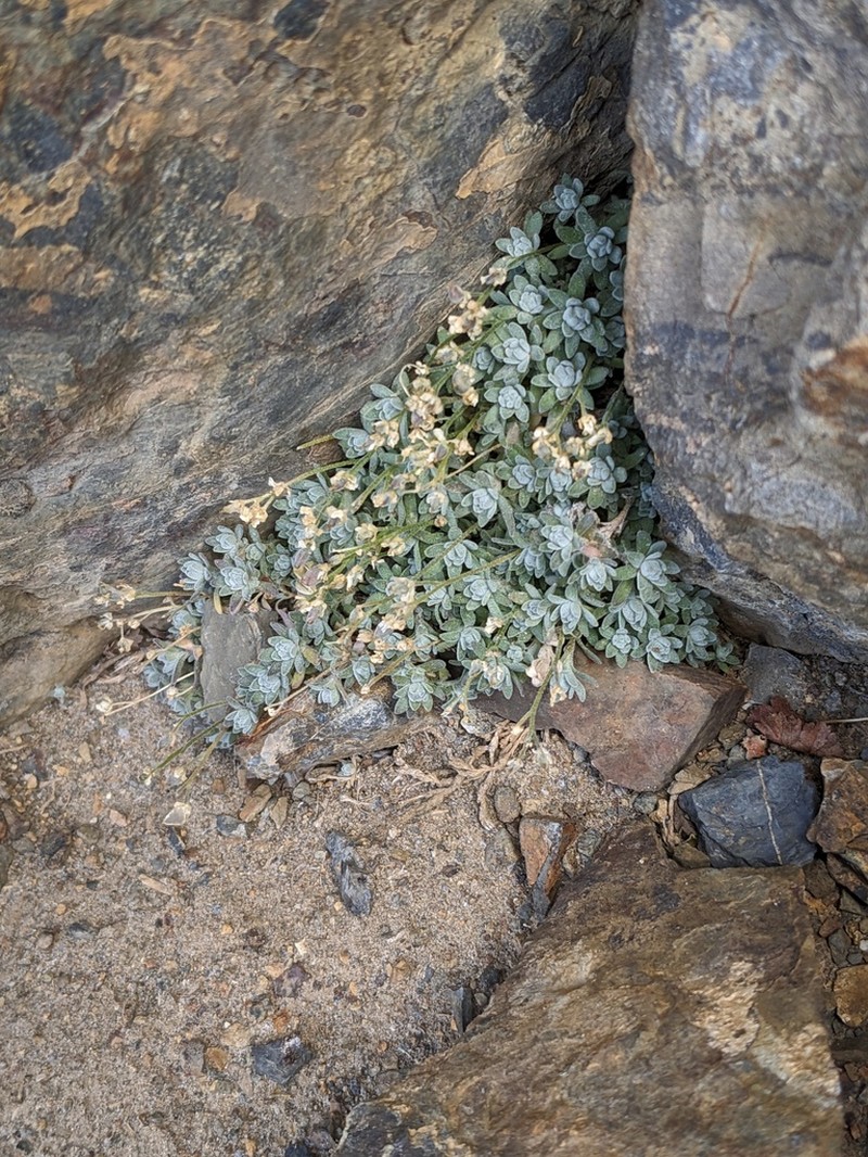 Sierra Draba photo 5