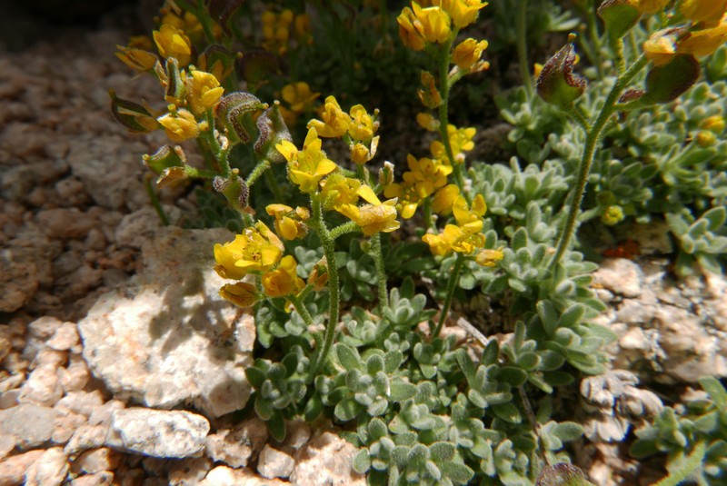 Sierra Draba photo 6
