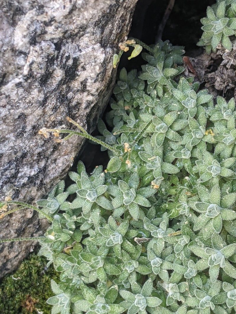 Sierra Draba photo 7