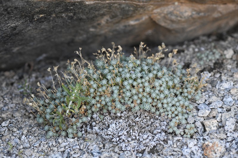 Sierra Draba photo 8