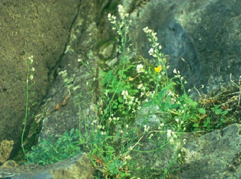 Smith's Draba