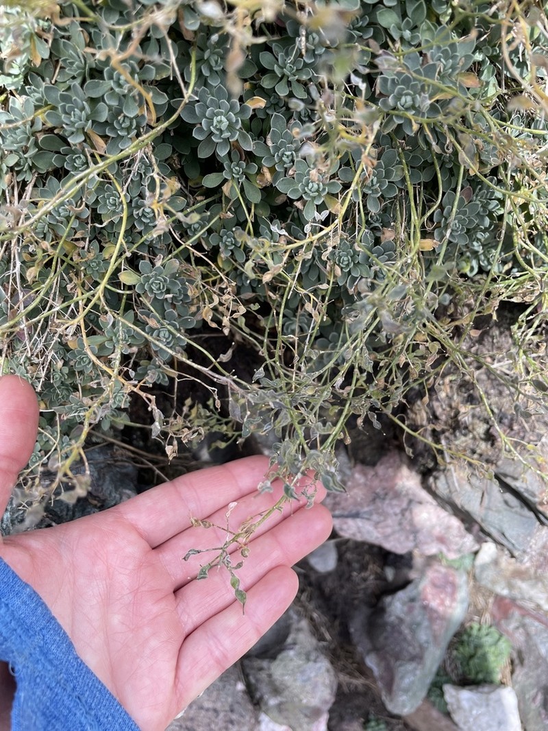 Smith's Draba