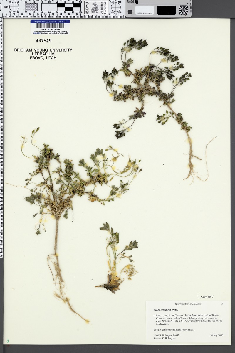 Stolon Draba