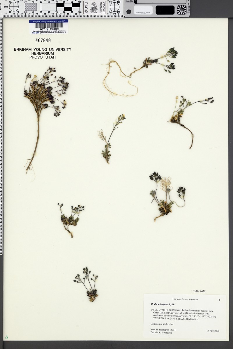 Stolon Draba photo 2