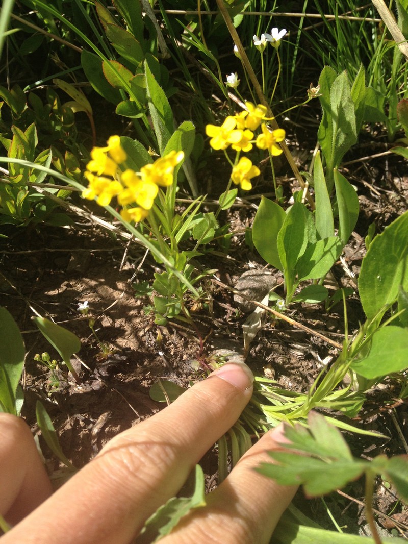 Showy Draba