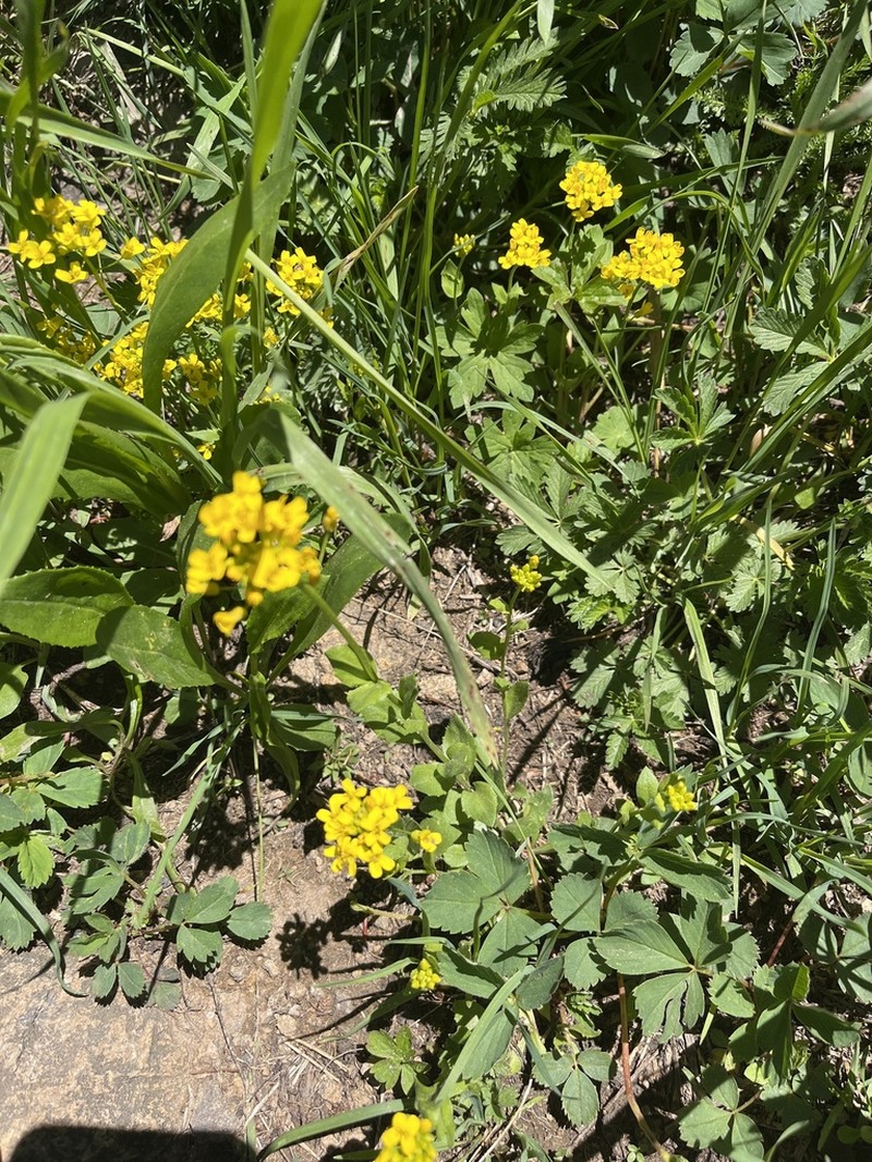 Showy Draba photo 2
