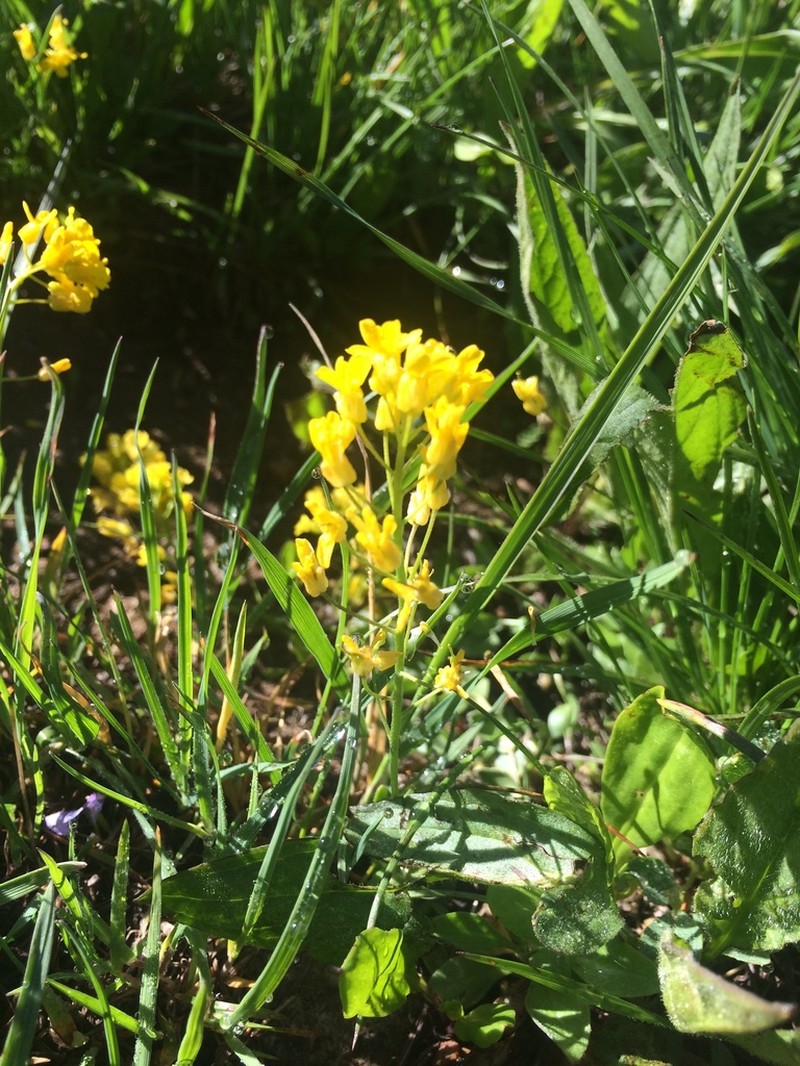 Showy Draba photo 3