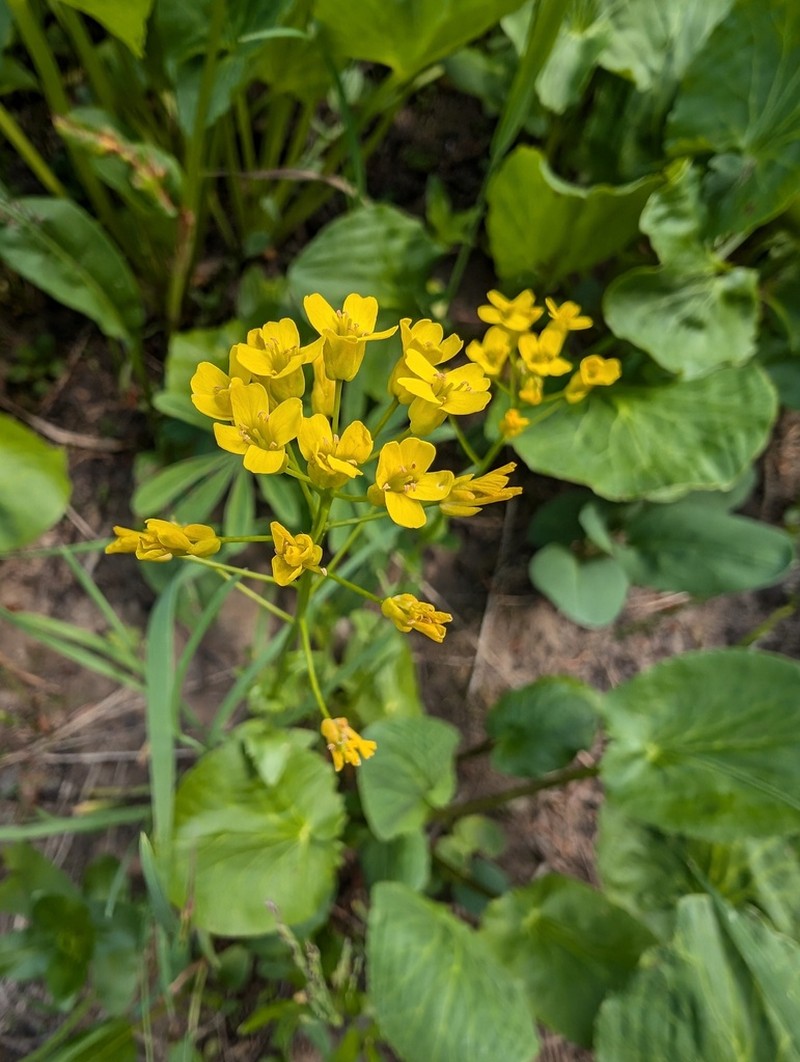 Showy Draba photo 4