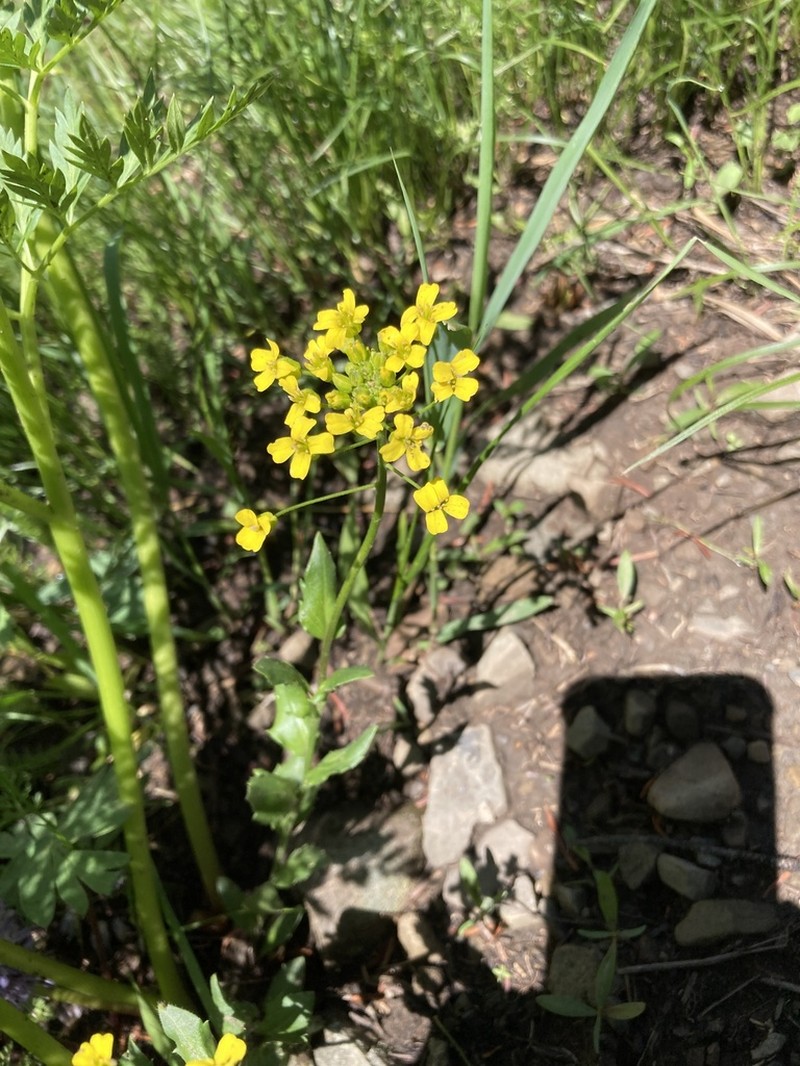 Showy Draba photo 5