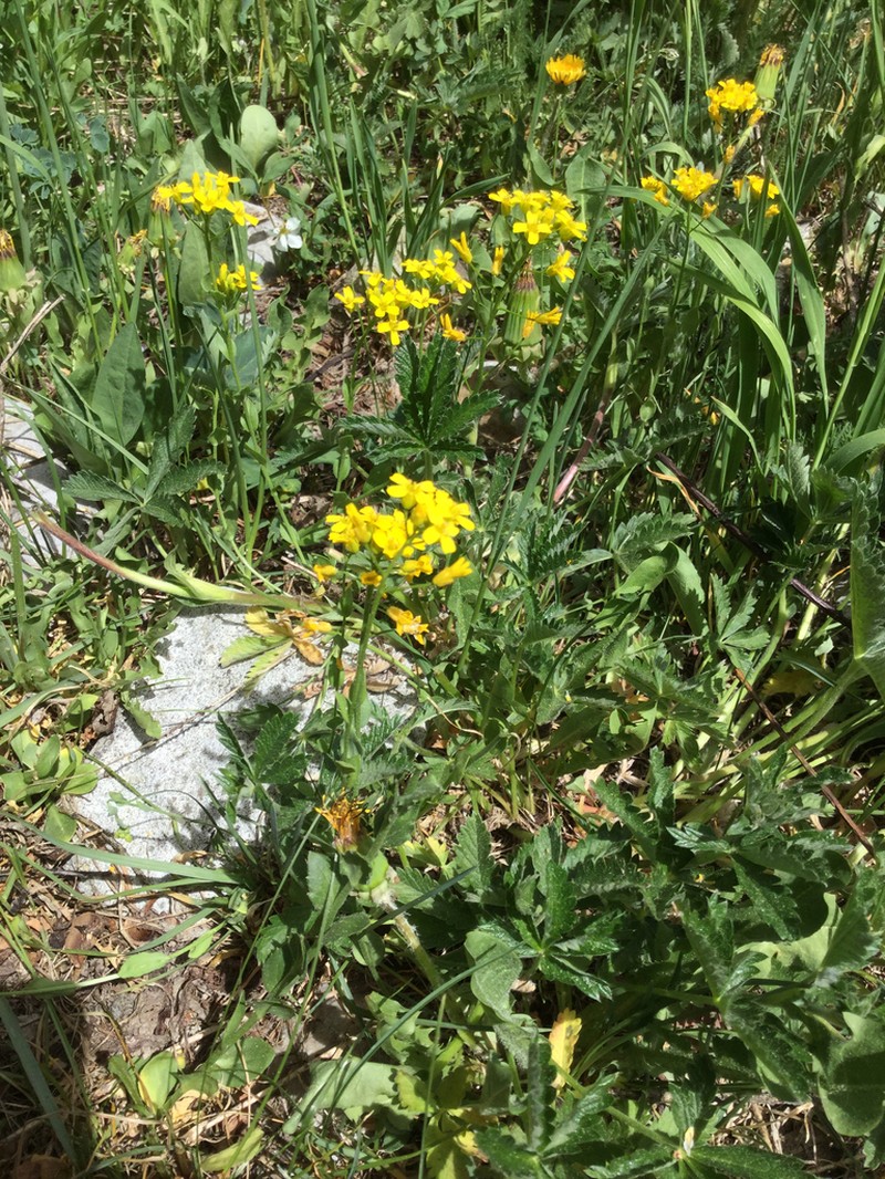 Showy Draba photo 6