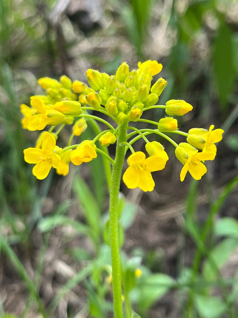 Showy Draba photo 7