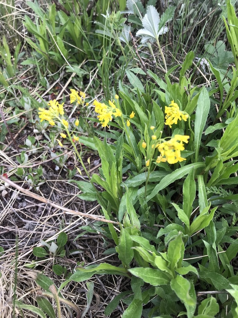 Showy Draba photo 8