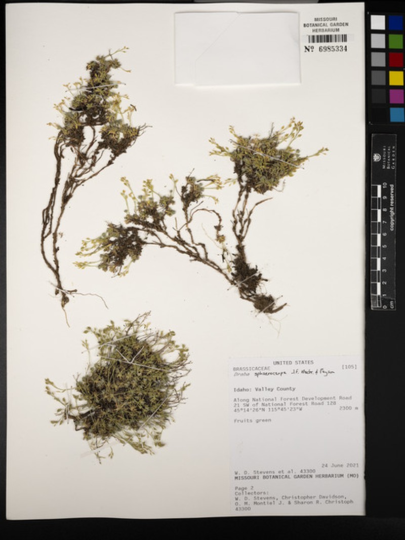 Globefruit Draba