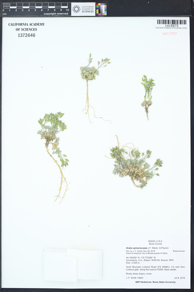 Globefruit Draba photo 2