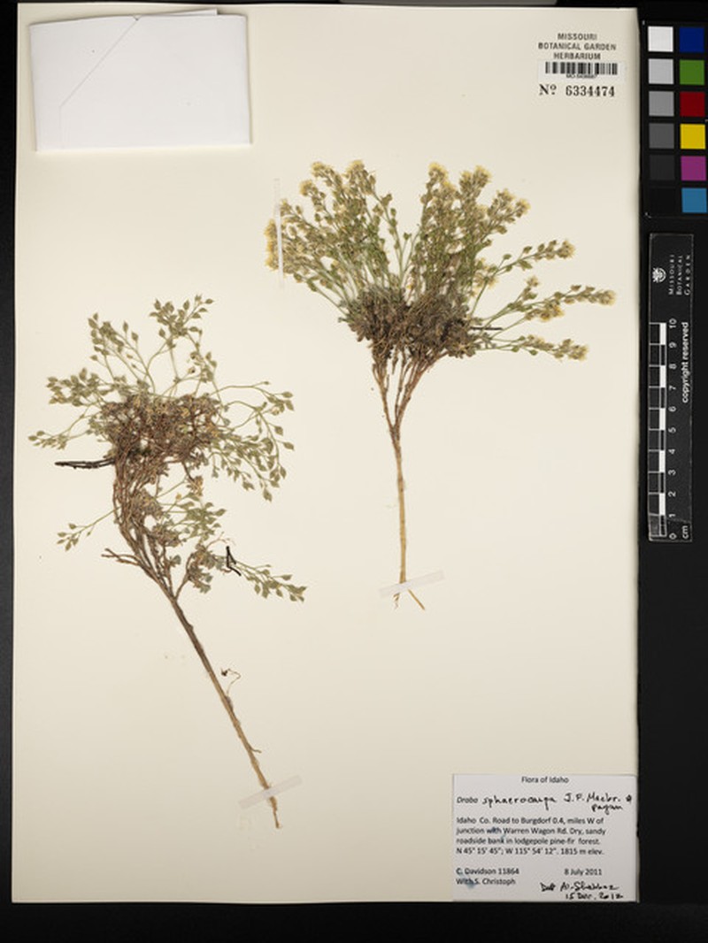Globefruit Draba photo 3
