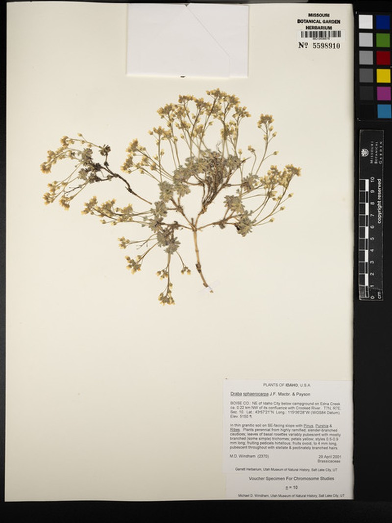 Globefruit Draba photo 4