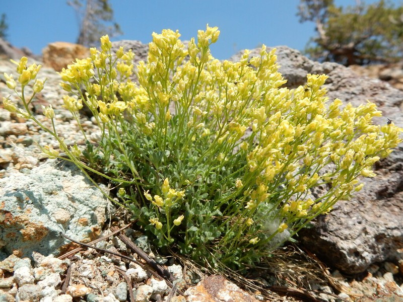 Ball Draba