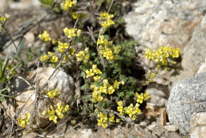 Ball Draba photo 2