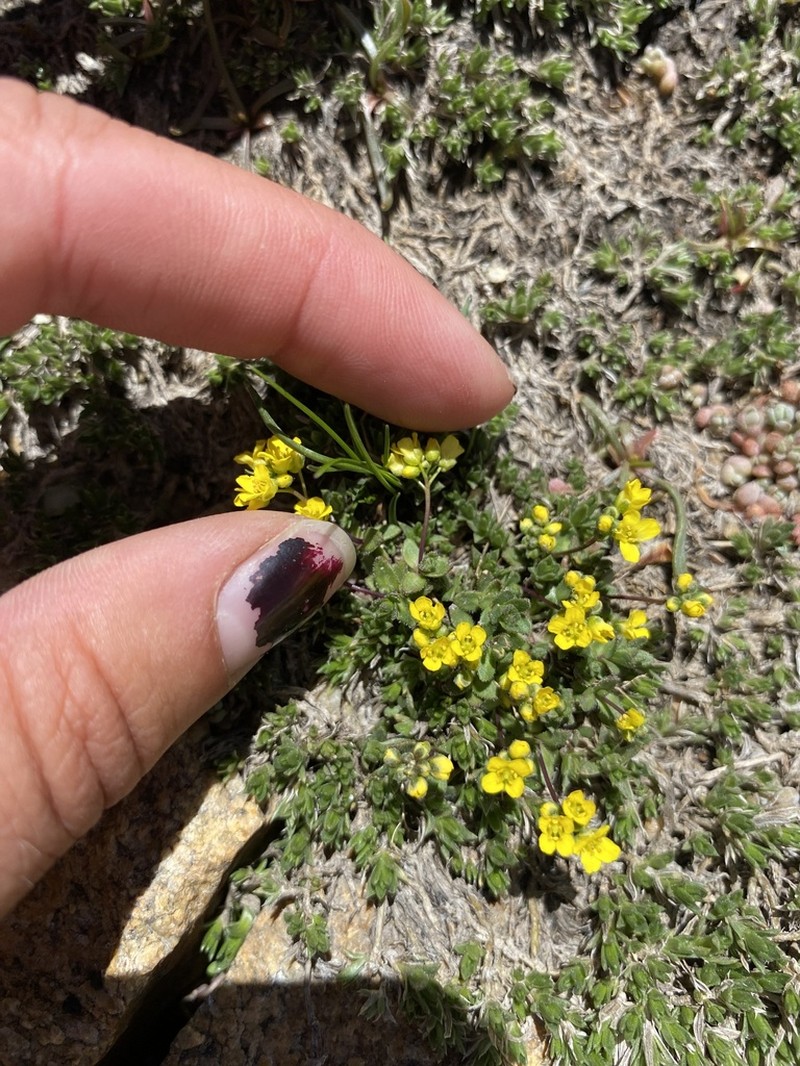 Ball Draba photo 3
