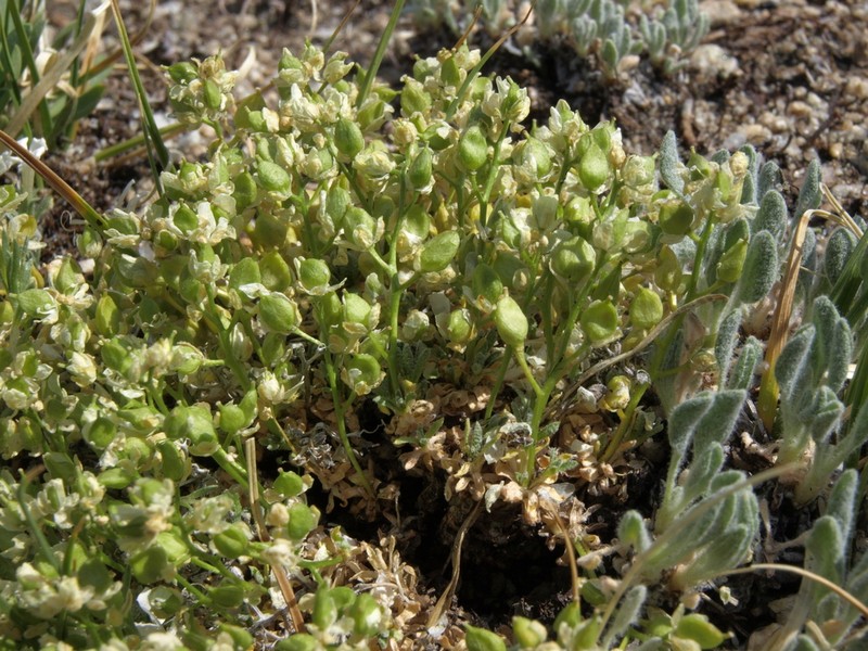 Ball Draba photo 4