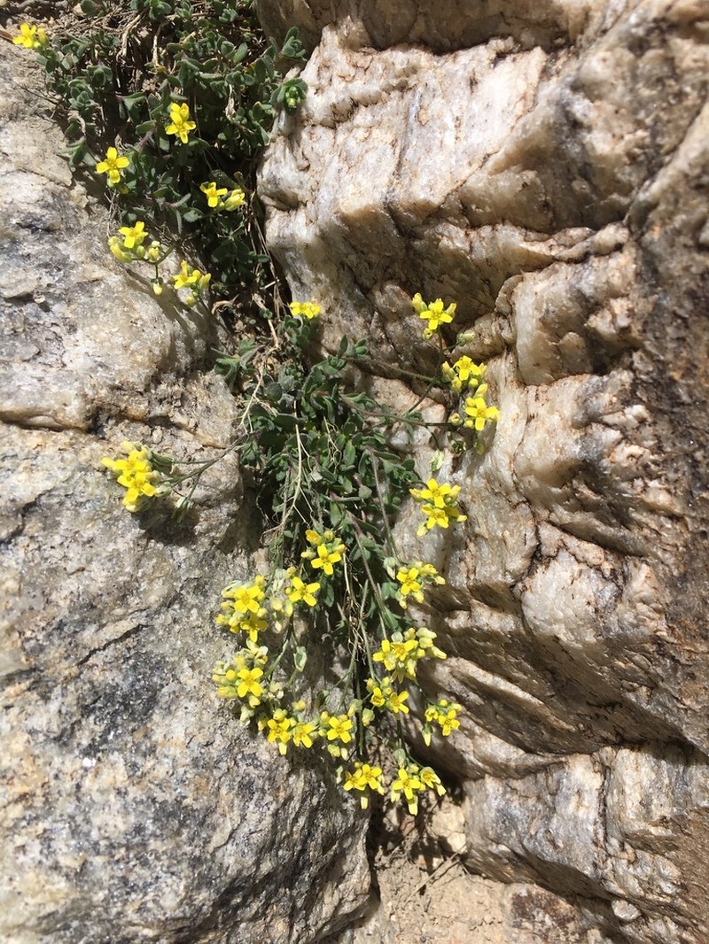 Ball Draba photo 5