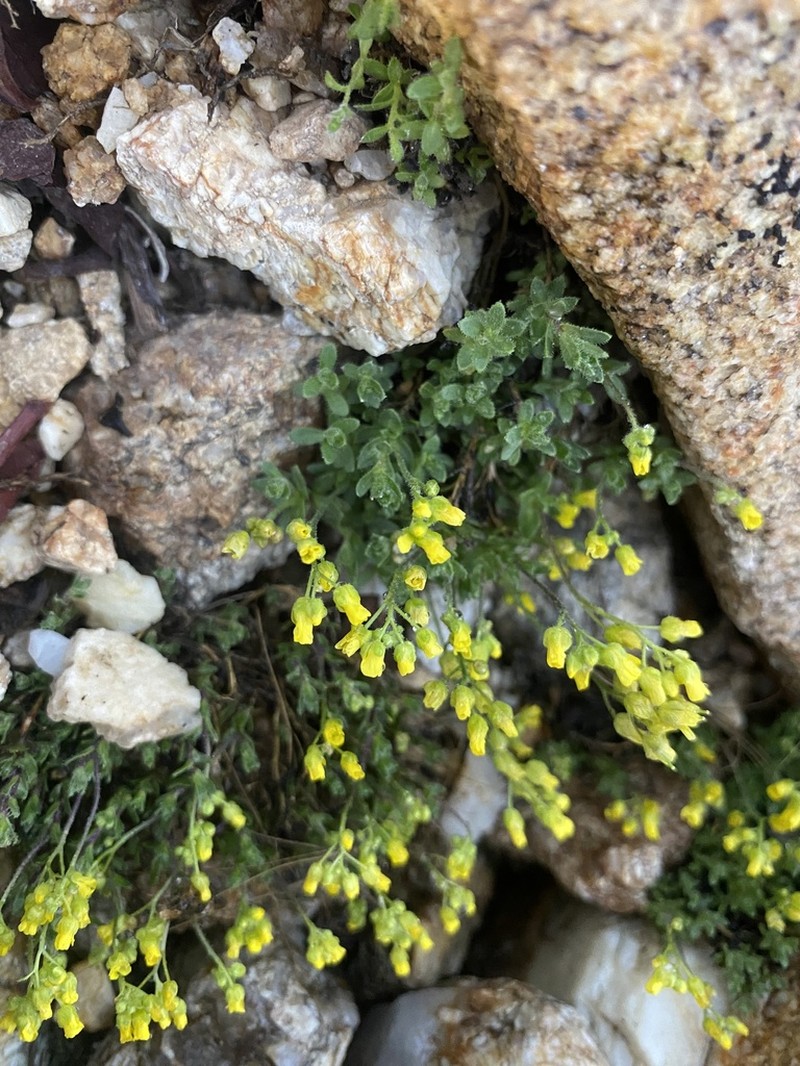 Ball Draba photo 6