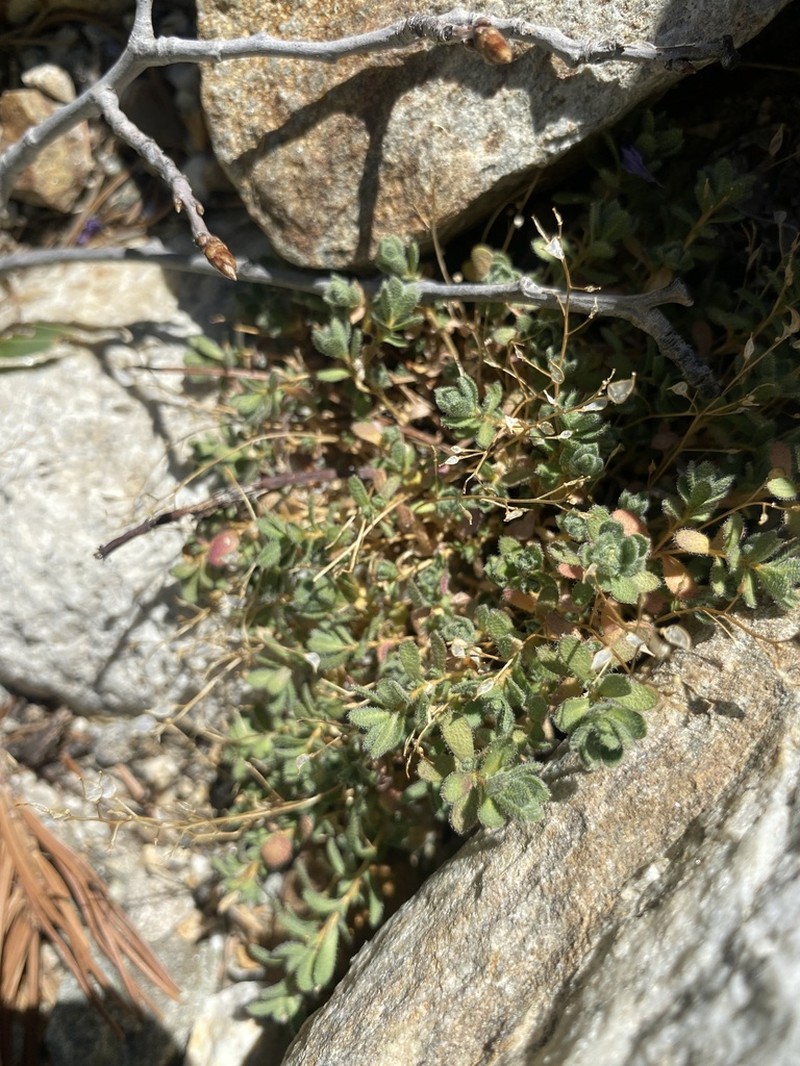 Ball Draba photo 7