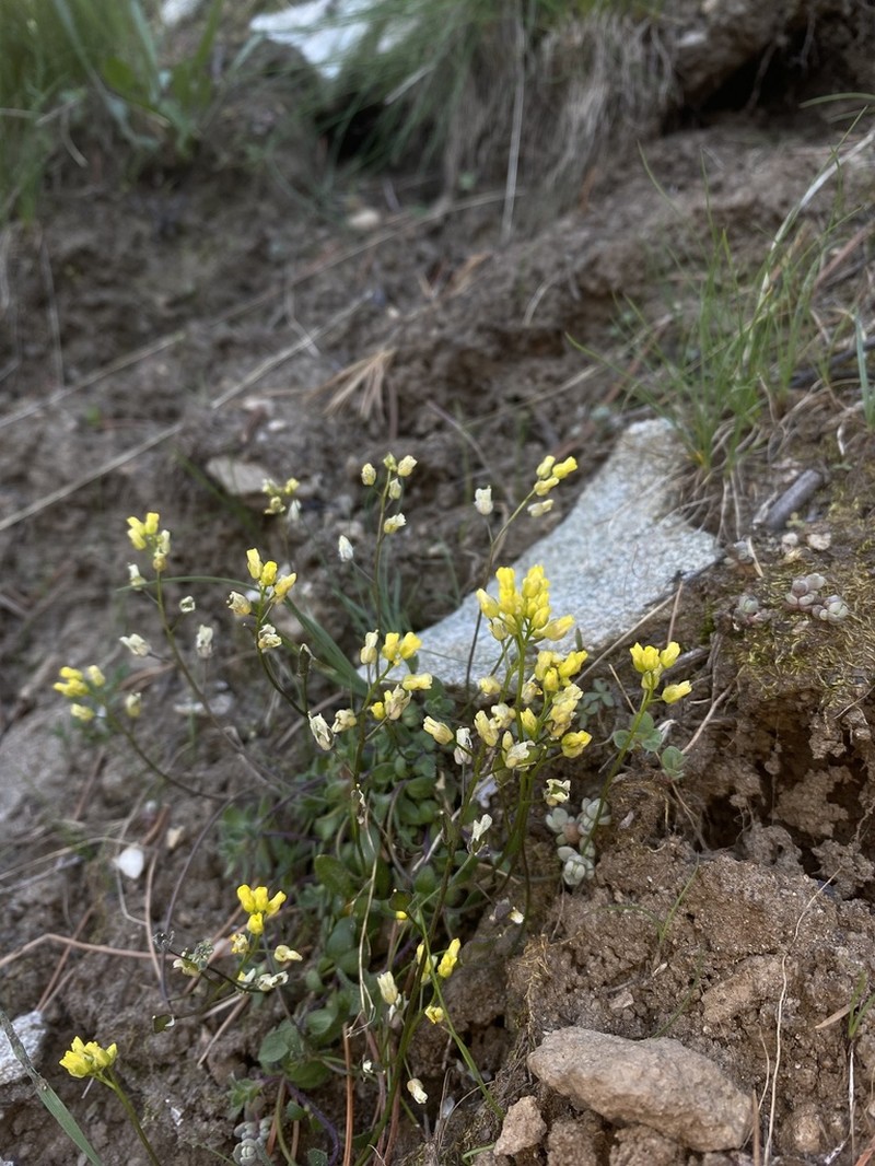 Ball Draba photo 8