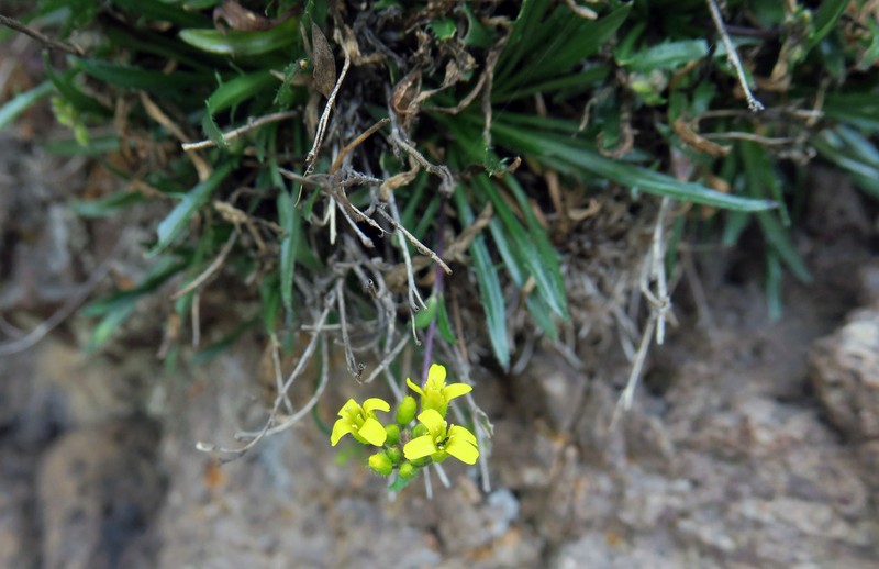 Standley'S Draba