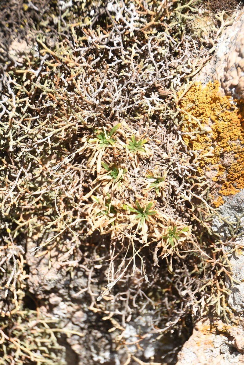 Standley'S Draba photo 2