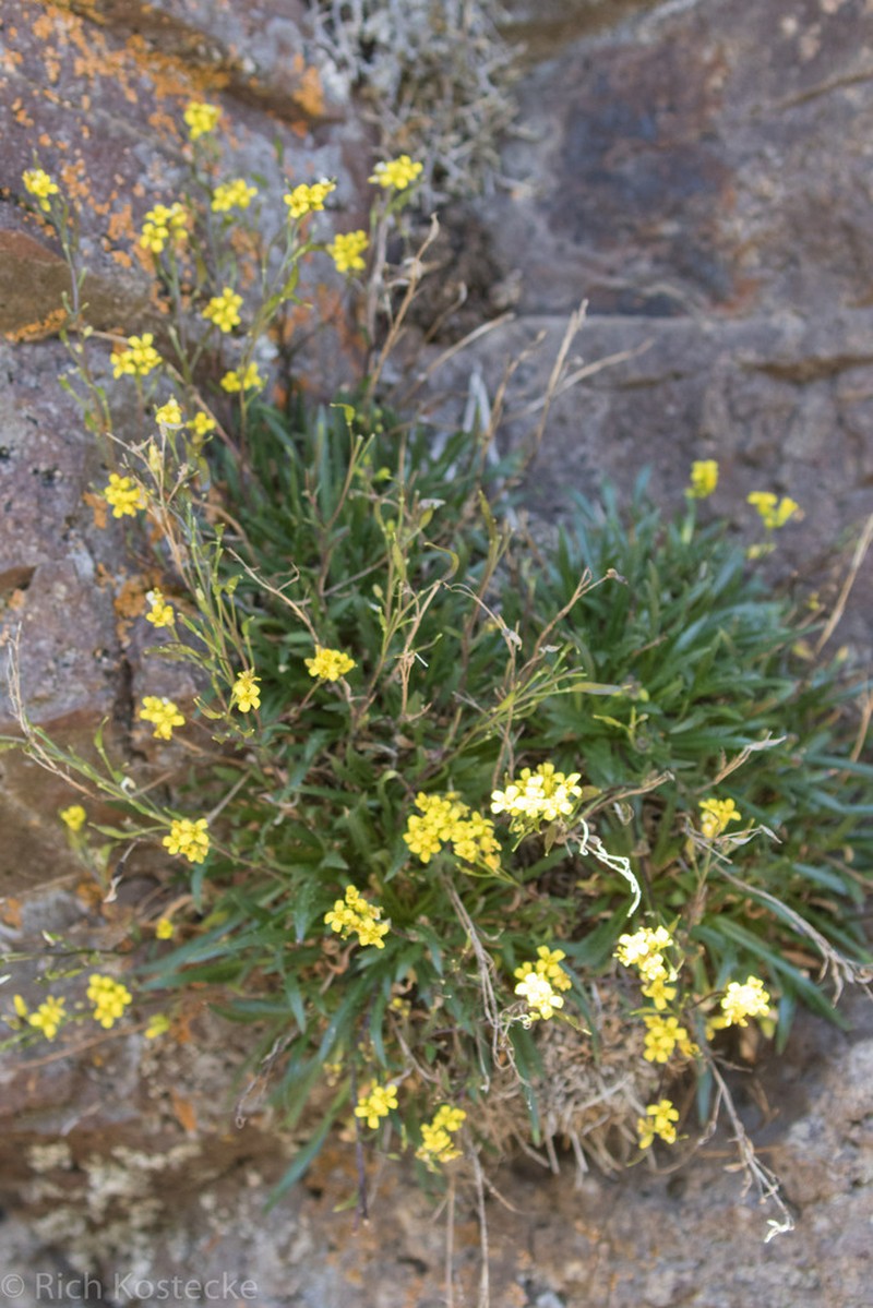 Standley'S Draba photo 3