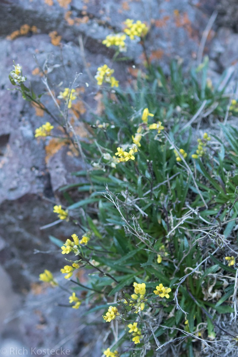 Standley'S Draba photo 4