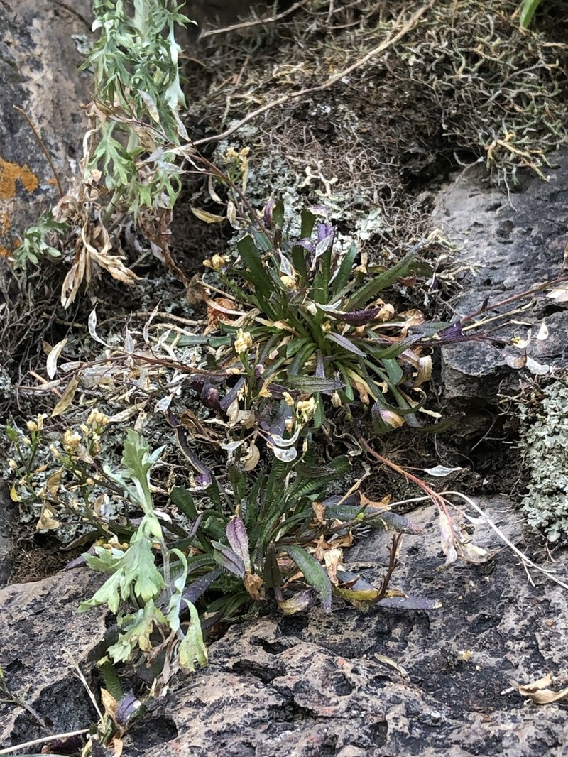 Standley'S Draba photo 5