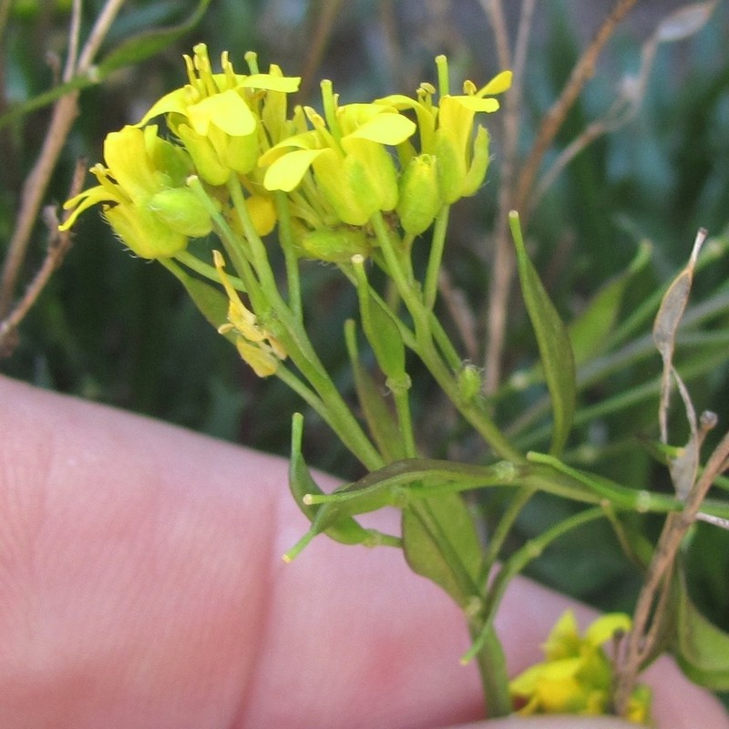 Standley'S Draba photo 6