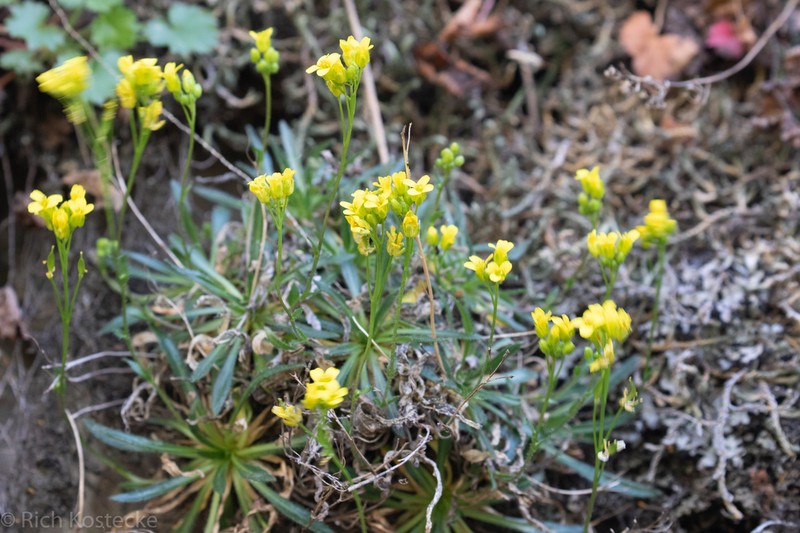 Standley'S Draba photo 7