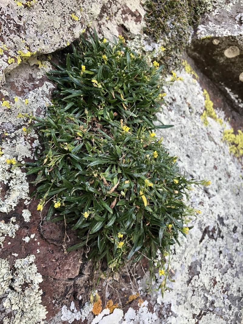 Standley'S Draba photo 8