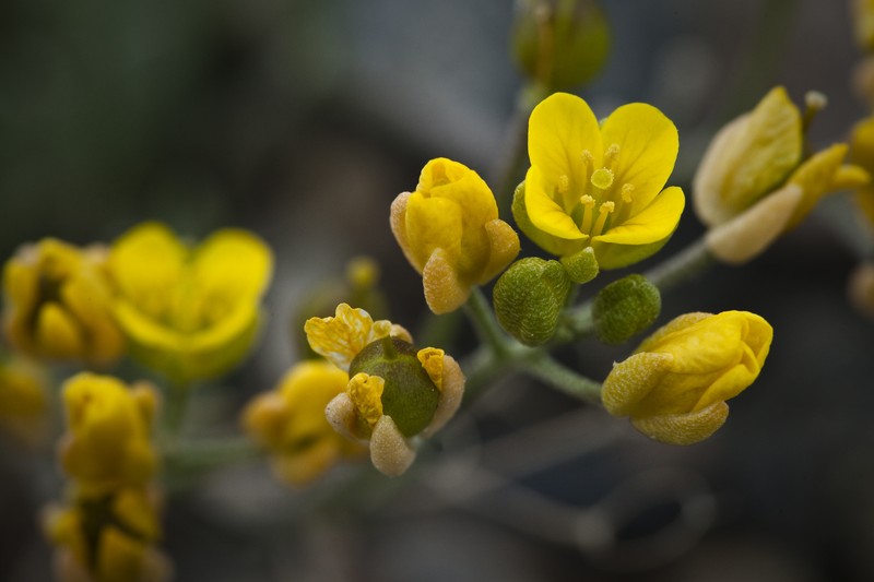Alaska Draba