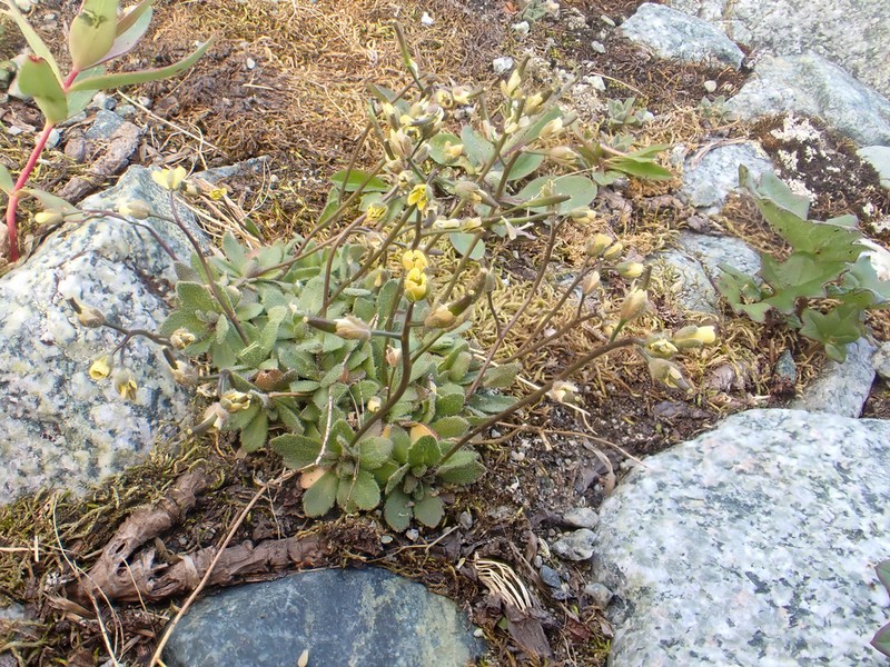 Alaska Draba