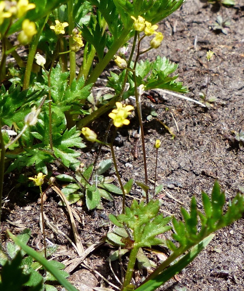 Alaska Draba photo 2
